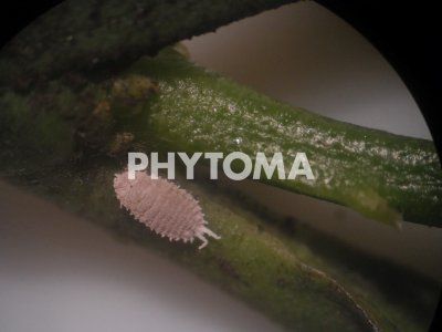 Delottococcus aberiae ( D. aberiae )